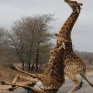 Meet your Posher, Nicholas